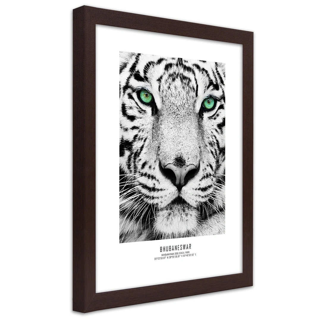 Picture in frame, White tiger
