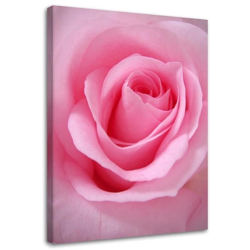 Canvas print, Pink rose petals