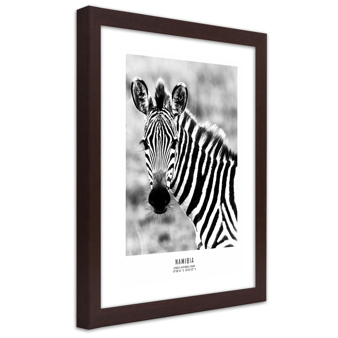 Picture in frame, Curious zebra