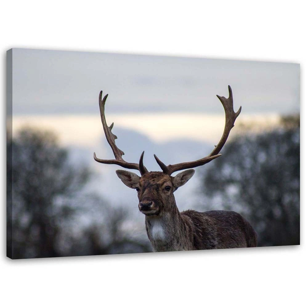 Canvas print, Deer