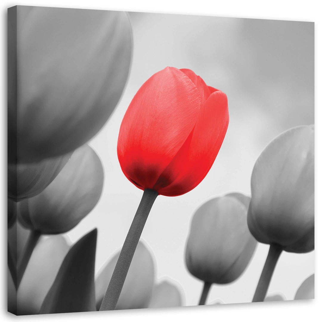 Canvas print, Red tulip in grey