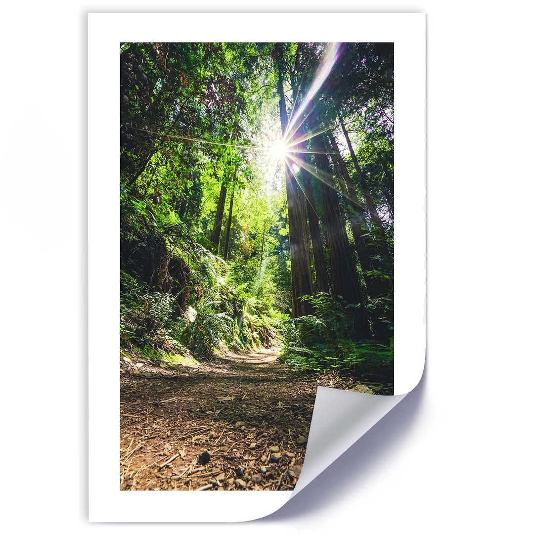 Poster, Path in a dense forest