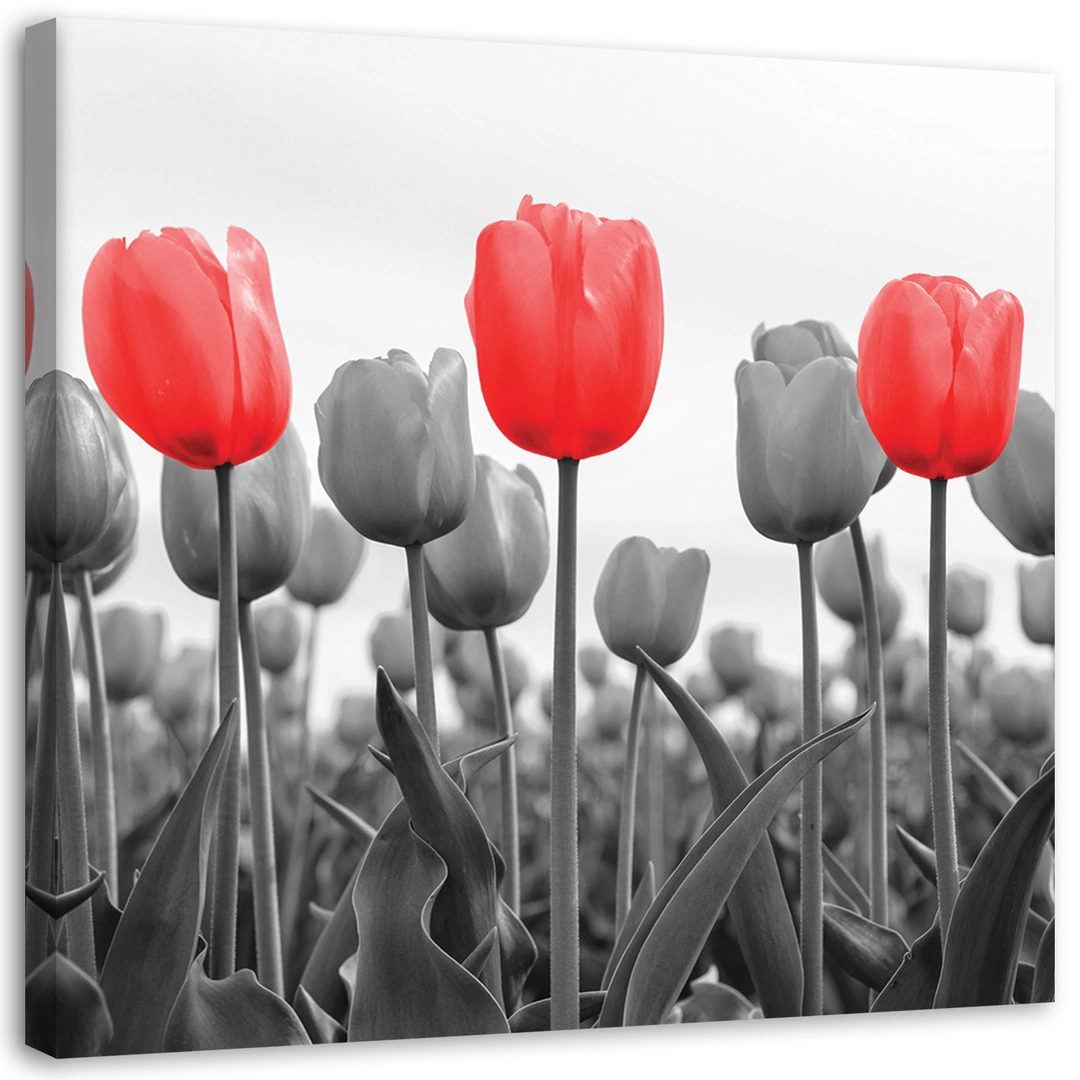 Canvas print, Red tulips on a meadow