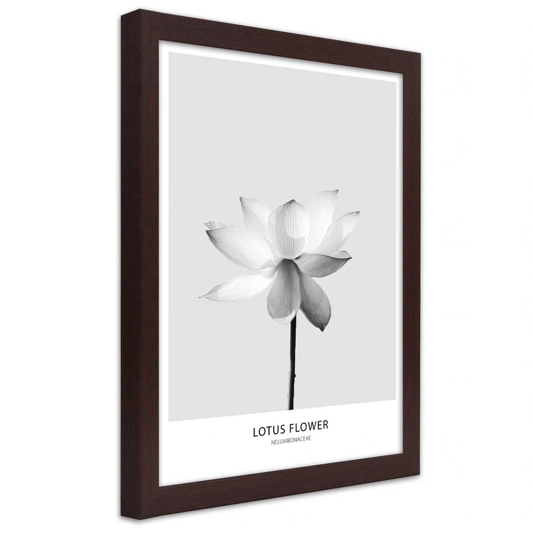 Picture in frame, White lotus flower