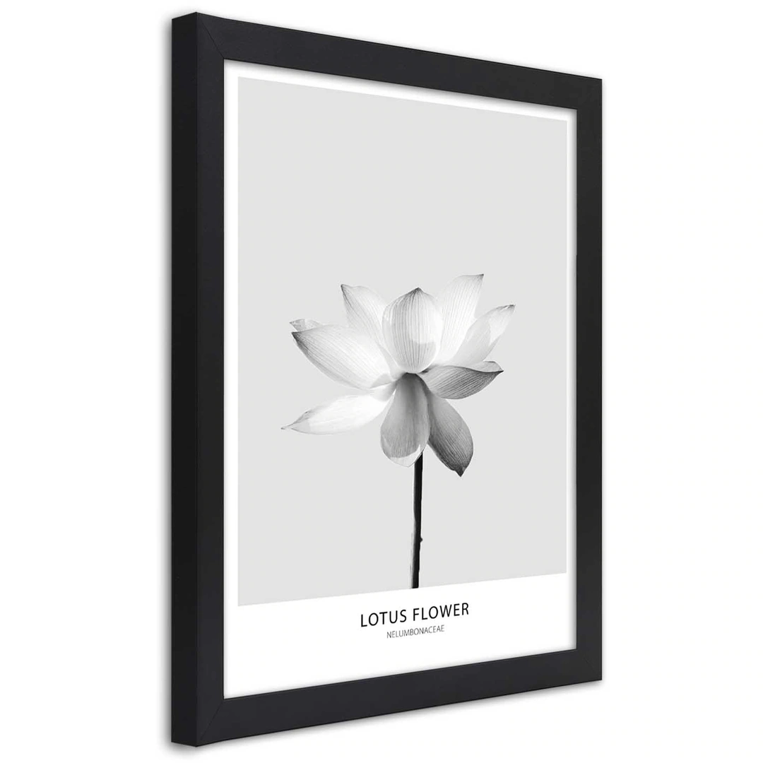 Picture in frame, White lotus flower