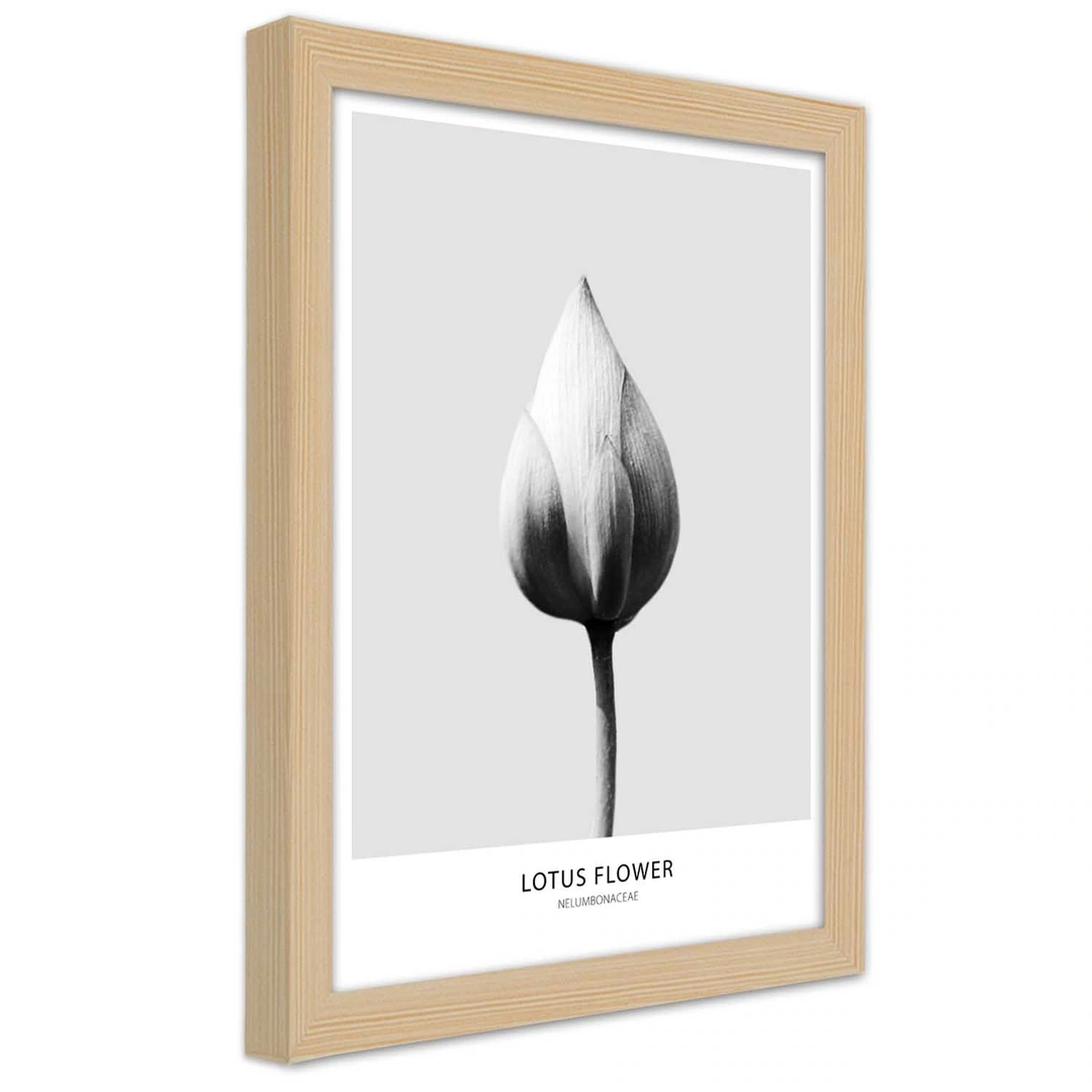 Picture in frame, White lotus bud