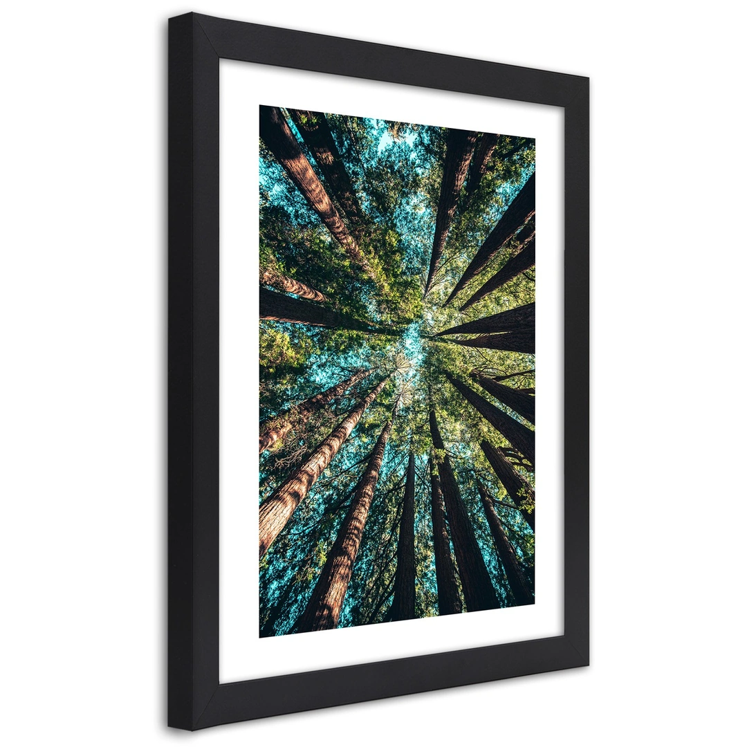 Picture in frame, The branches of tall trees