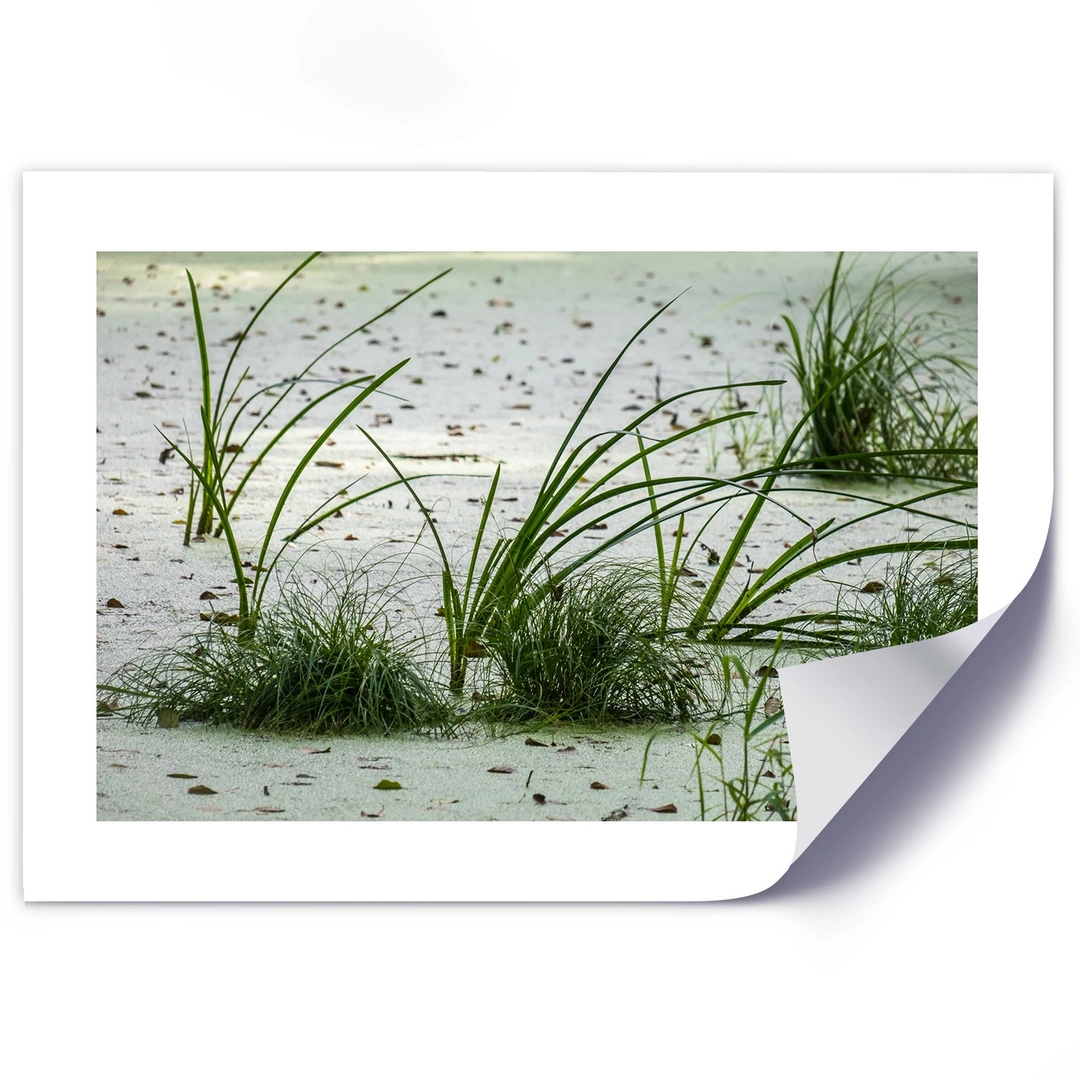 Poster, Grasses on the beach