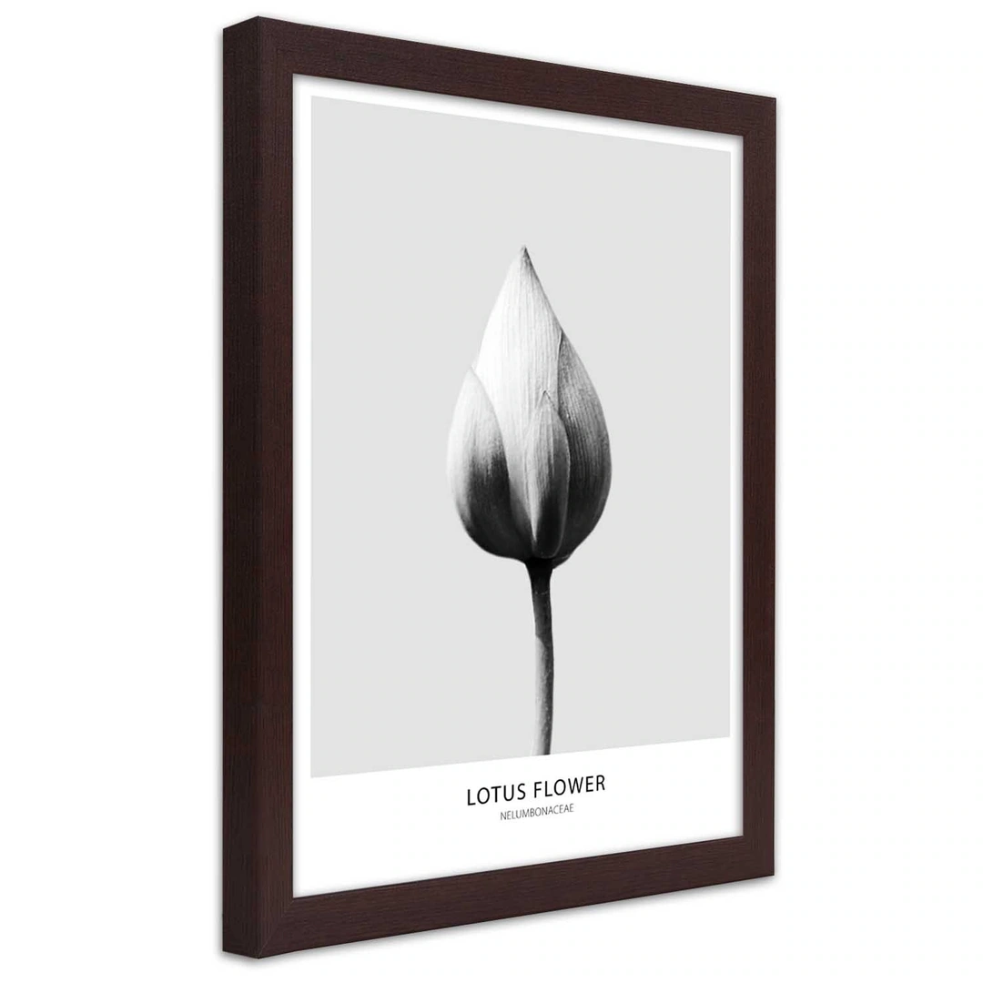 Picture in frame, White lotus bud