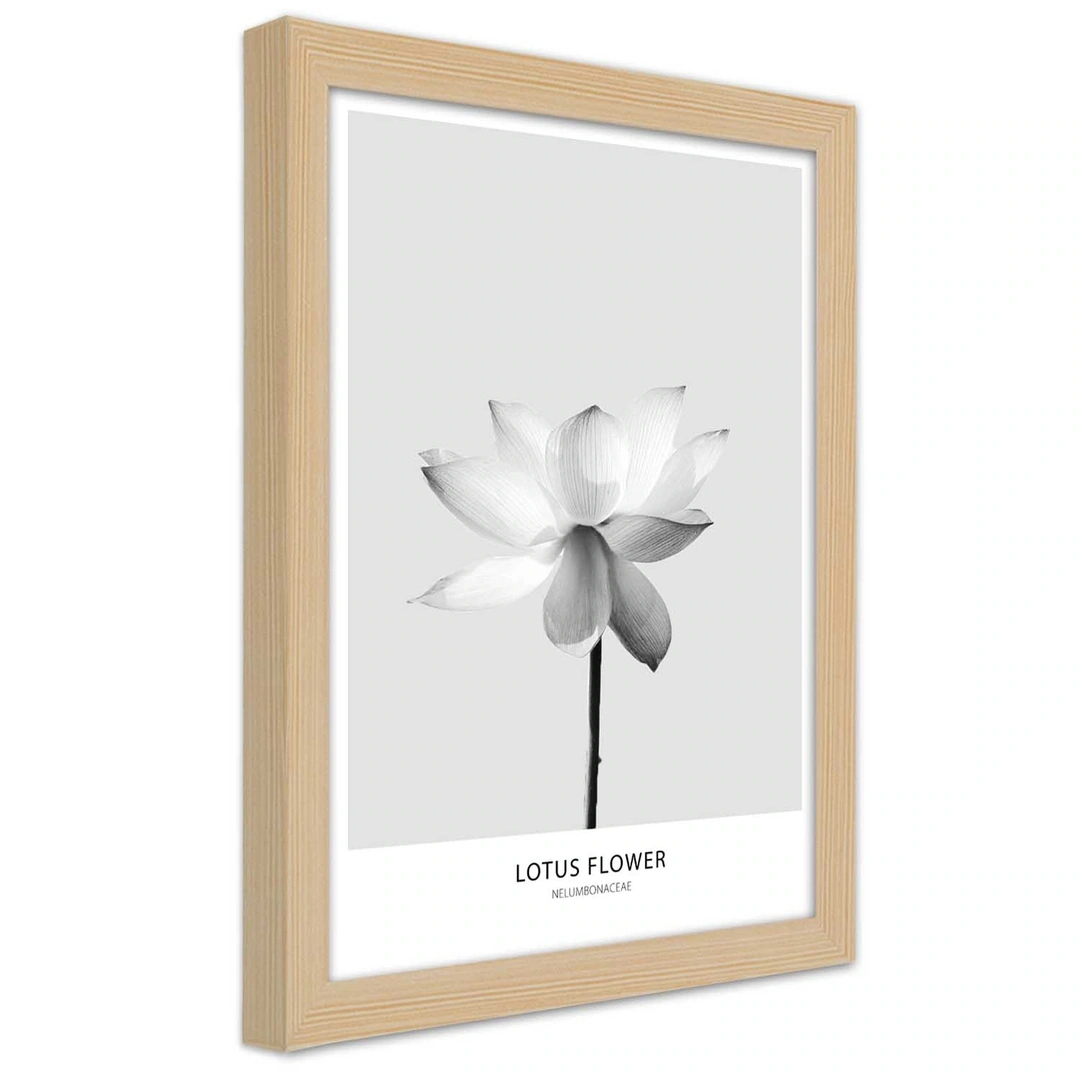 Picture in frame, White lotus flower