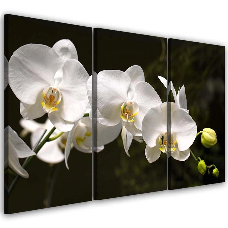 Three piece picture canvas print, White orchid