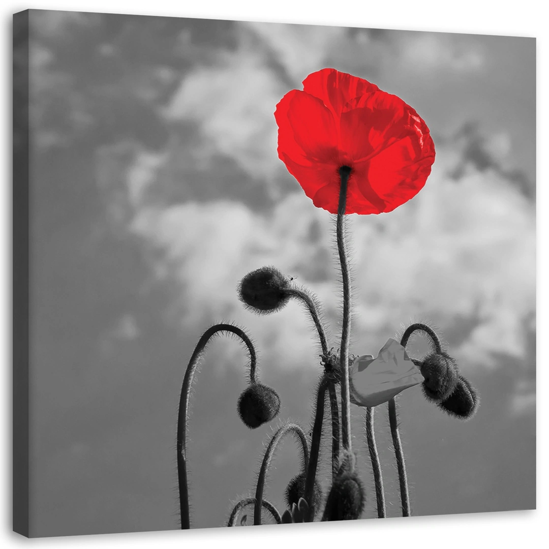 Canvas print, Poppy in bloom