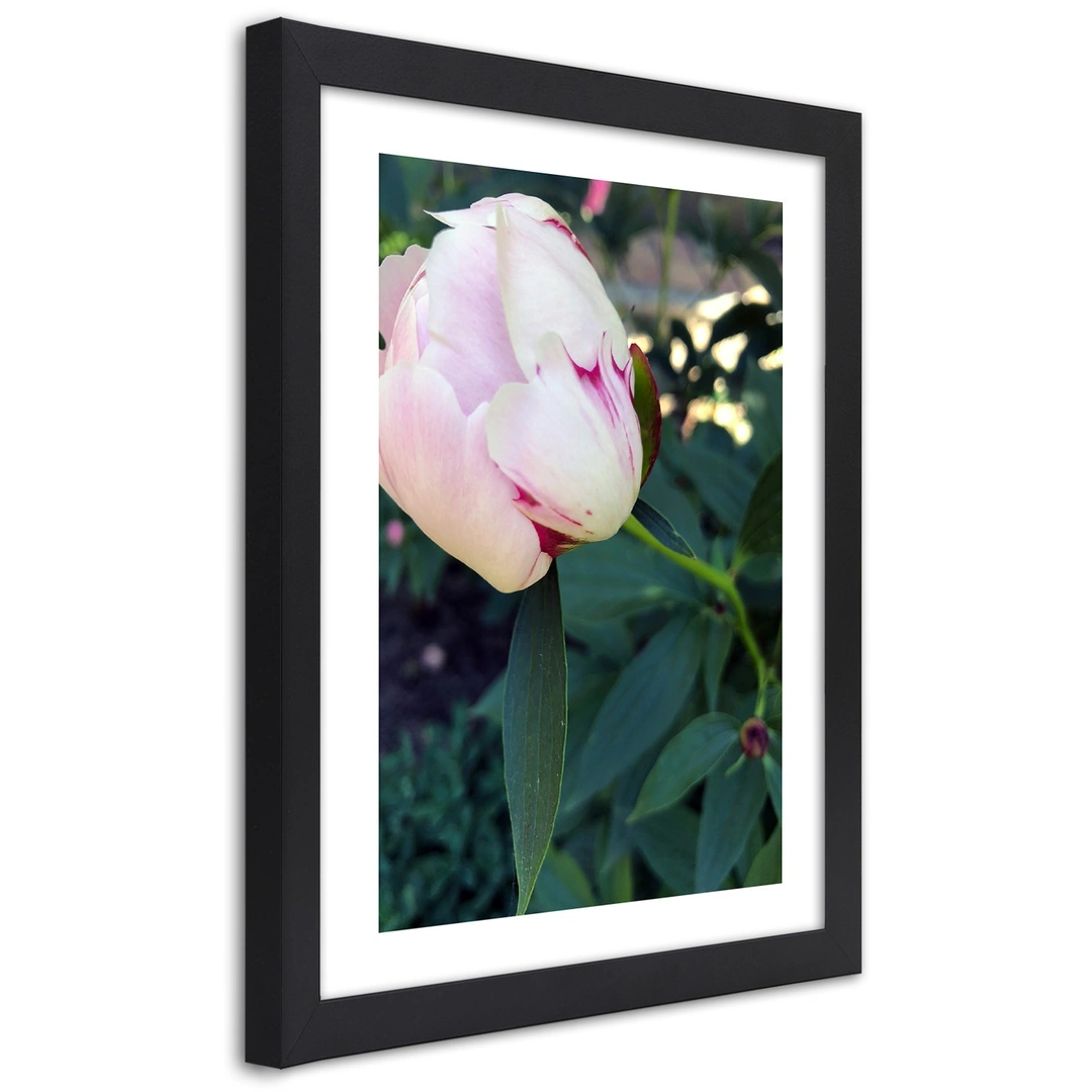 Picture in frame, White peony