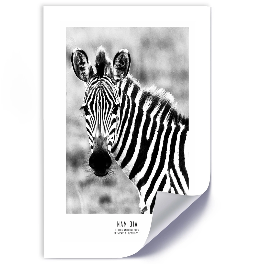 Poster, Curious zebra