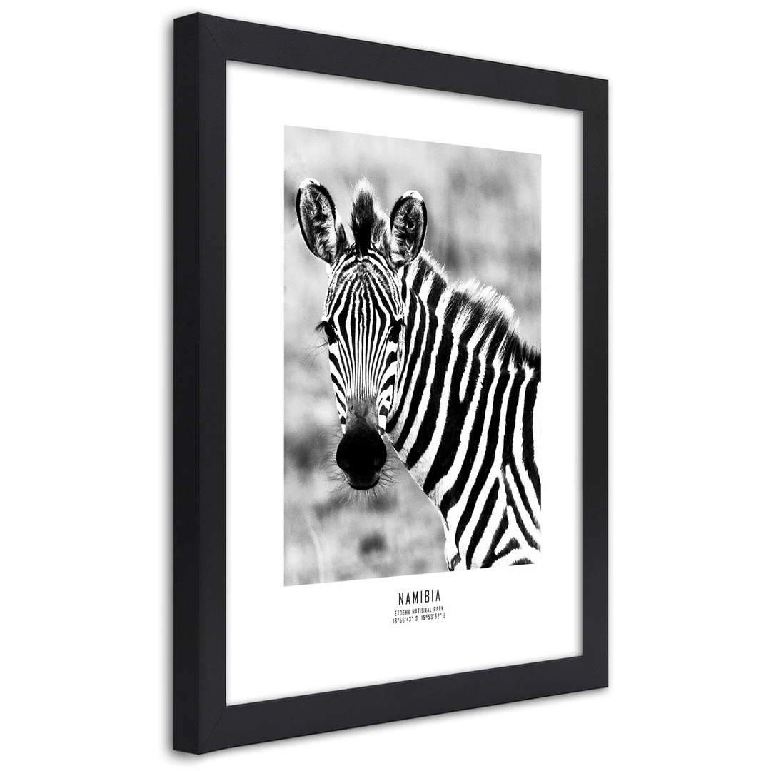 Picture in frame, Curious zebra