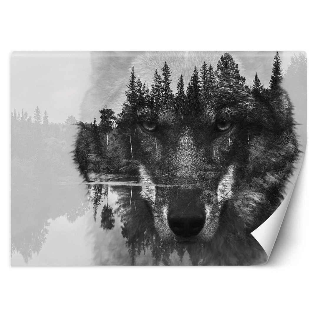 Wallpaper, Wolf and forest