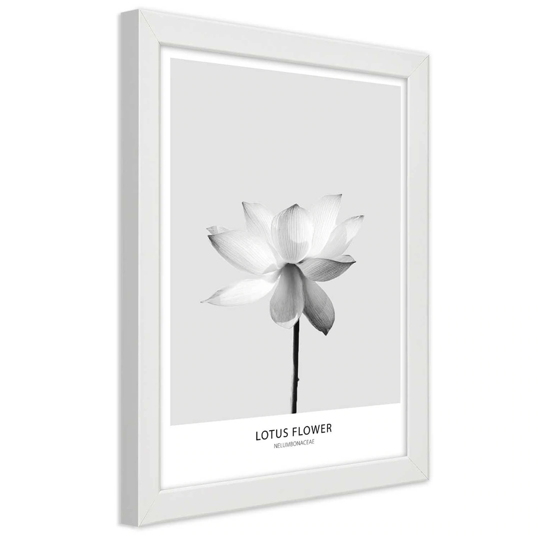 Picture in frame, White lotus flower