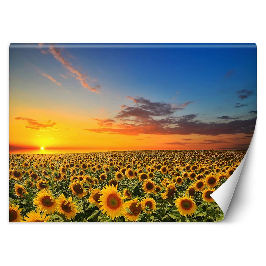 Wallpaper, Field of sunflowers