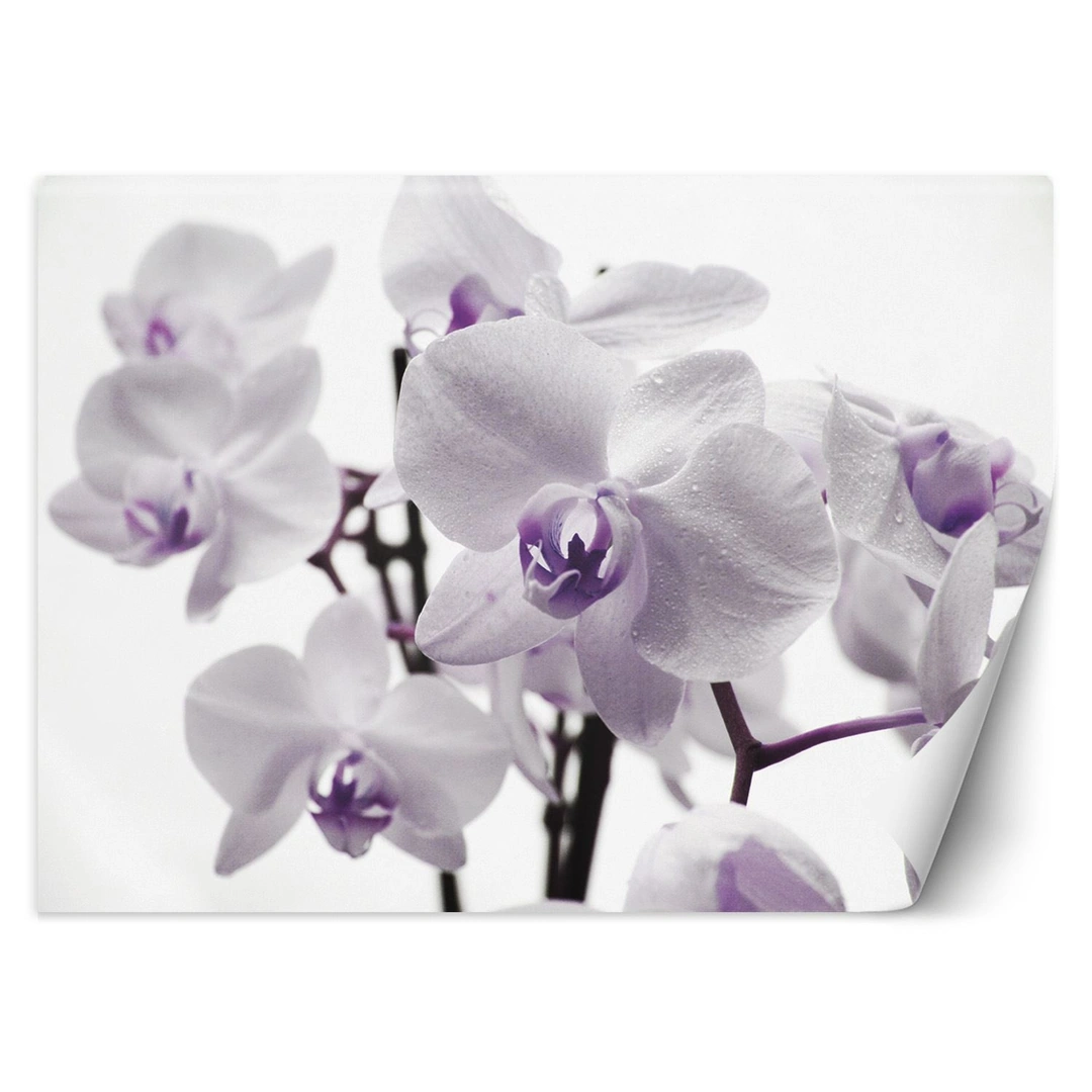 Wallpaper, Orchid in bloom