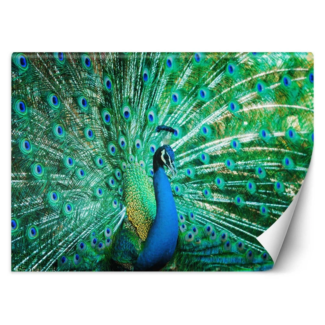 Wallpaper, Colourful peacock